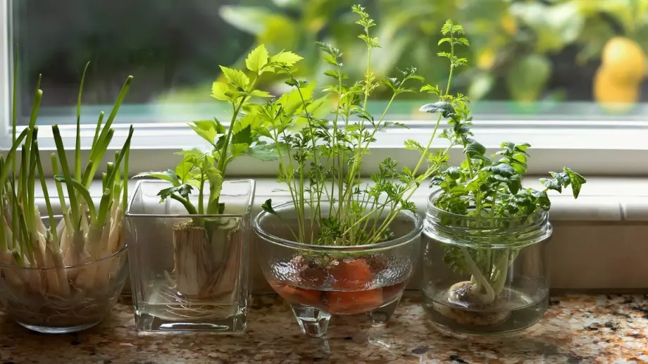 6 подправки, които можете да отглеждате във вода