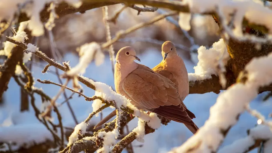 Стихотворение за 8 януари 2024