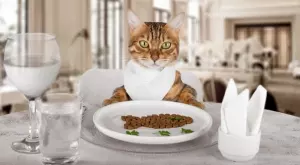 Най-богатите животни инфлуенсъри (СНИМКИ)