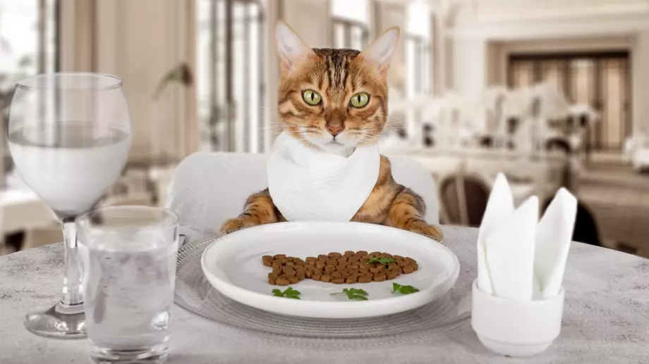 Най-богатите животни инфлуенсъри (СНИМКИ)