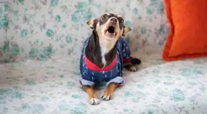 Кучето ви започва да вие и лае, когато излезете, ето как да му помогнете 