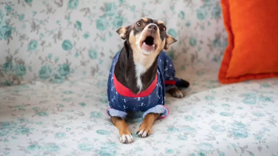 Кучето ви започва да вие и лае, когато излезете, ето как да му помогнете 