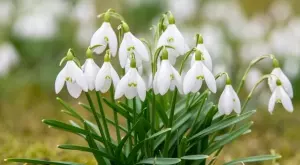 Ето какво е поверието, ако кокичетата цъфнат преди 31 януари