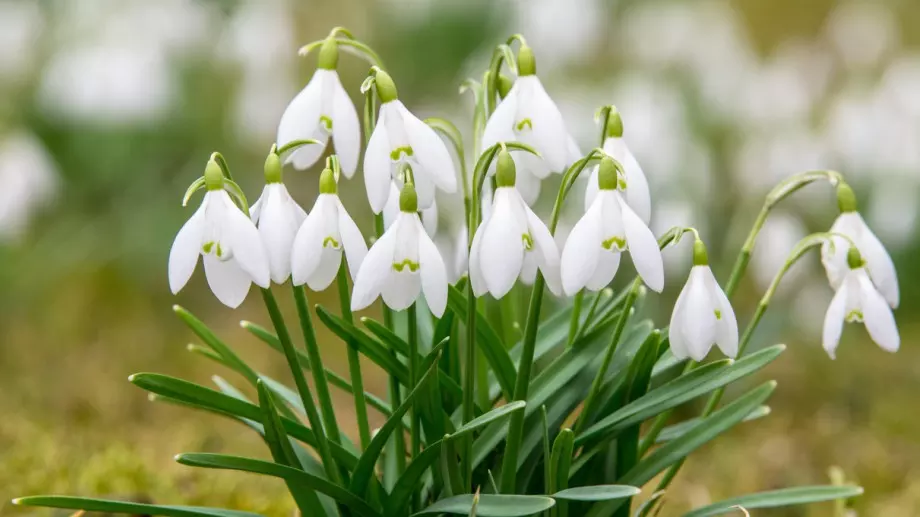 Ето какво е поверието, ако кокичетата цъфнат преди 31 януари