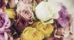 Какво символизират различните по цвят рози