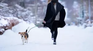 Ако имате куче, прочетете тази притча