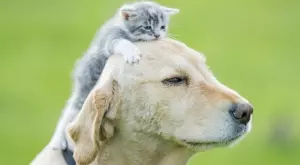 Ето колко често трябва да къпете вашите кучета и котки