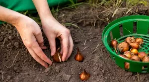 4 груби грешки, които допускате при засаждането на луковици