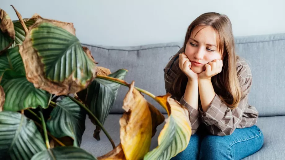 Ето какво издават листата на вашите домашни растения