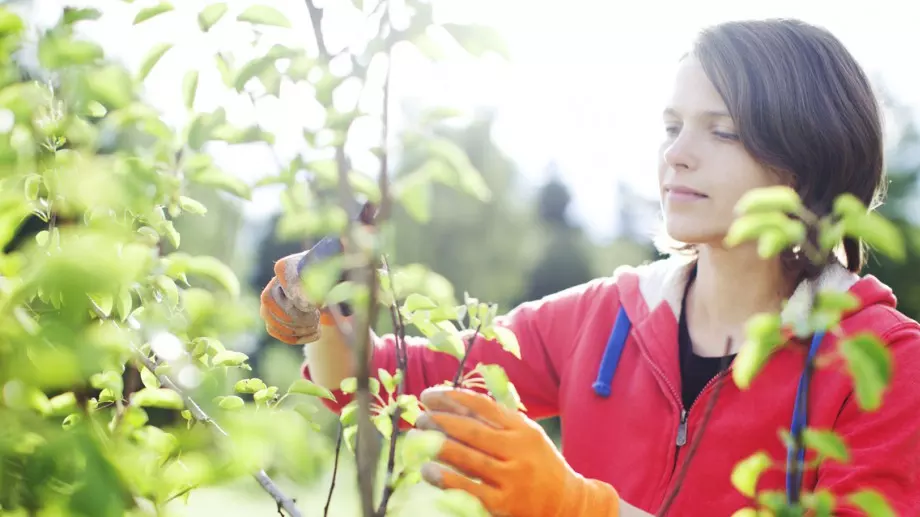 Пролетна резитба на овошките: Защо, как и кога