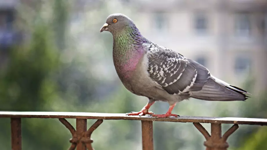 Ето какво означава, ако гълъб ви кацне на прозореца