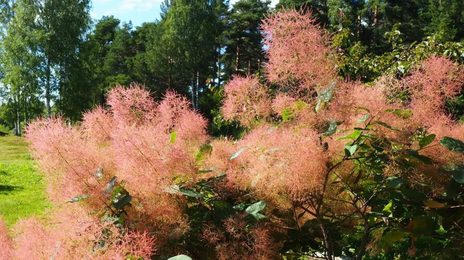 Ето защо във всеки дом трябва да има смрадлика 