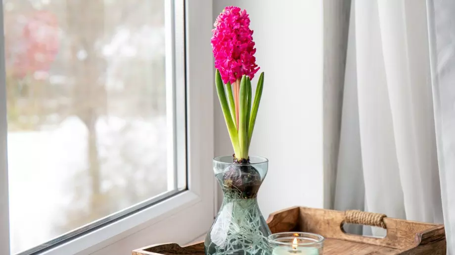 Как да отгледаме луковици от зюмбюл във ваза