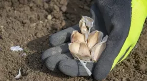 3 практични начина да използвате чесън в градината си