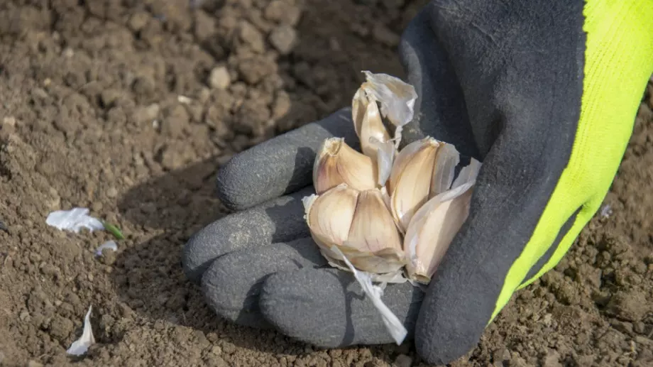 3 практични начина да използвате чесън в градината си