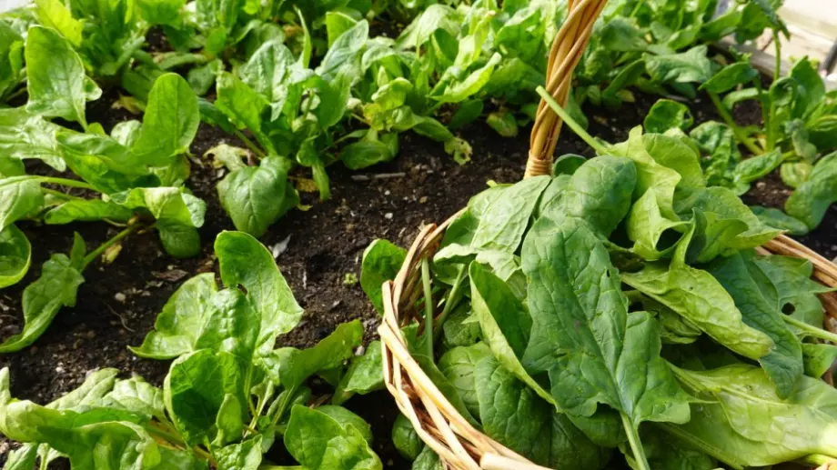 Отглеждане на пресен спанак през цялата година, ето как
