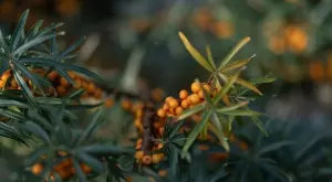 Невероятно: Учени са открили нова суперхрана, пълна с антиоксиданти