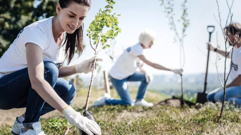 Най-честите грешки при засаждане на дървo