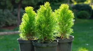 Каква е разликата между туя и кипарис?