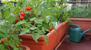 10 съвета как да отгледате вкусни домати в саксии