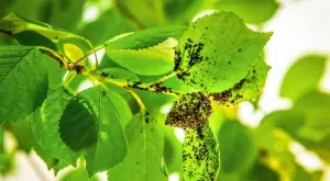 Листни въшки: Как да се отървете без химикали + превенция