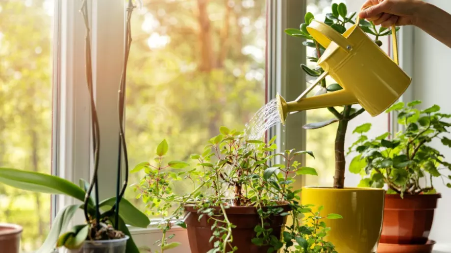 Тази бананова вода може да ускори растежа на растенията