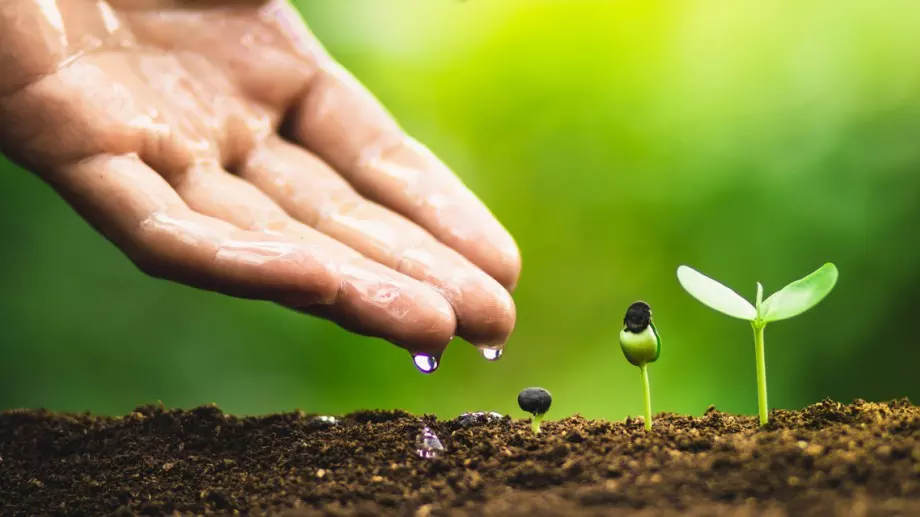 Засадете тези 5 семена и ще се радвате на реколта само след месец