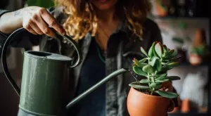 8 случая, когато НЕ трябва да поливате растенията си