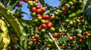 Цената на популярен и любим продукт счупи 15-годишен рекорд