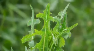 Дива маруля – лечебни ползи и употреба