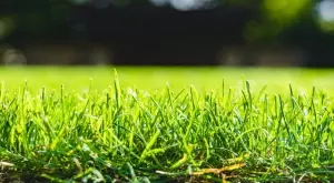 Кога тревата спира да расте, ако не я косите?