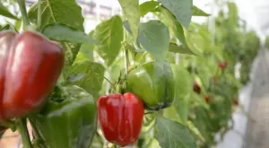 8 съвета как да отгледате богата и вкусна реколта от чушки