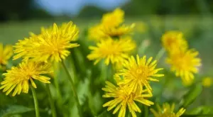 4 начина да използвате глухарчето, за да сте по-здрави