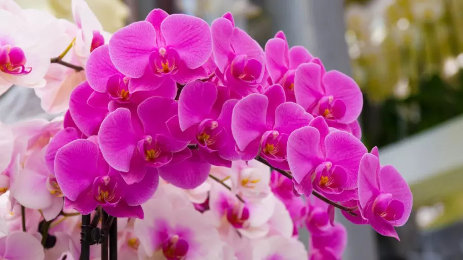 Орхидеите ви няма да спрат да цъфтят с тази бананова вода