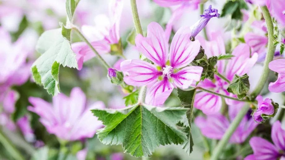 Разкриваме тайните ползи за здравето на горския слез