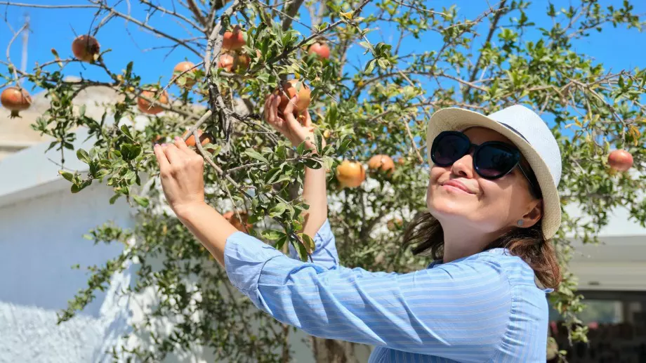 Как да отгледаме дърво нар в саксия