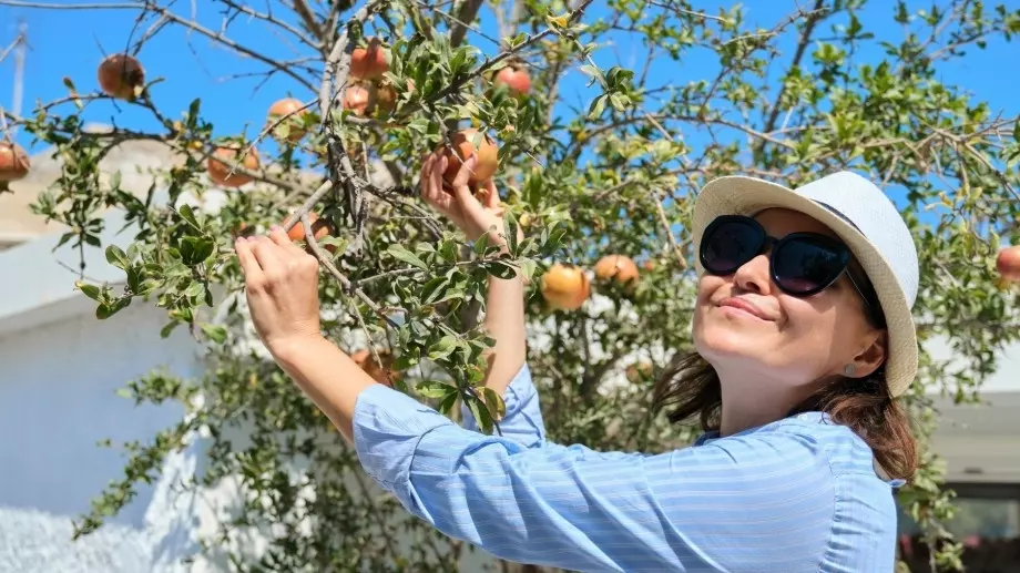 Как да предпазим овошките от вредители 