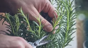Сварете розмарин за 10 минути и ползите ще ви изумят