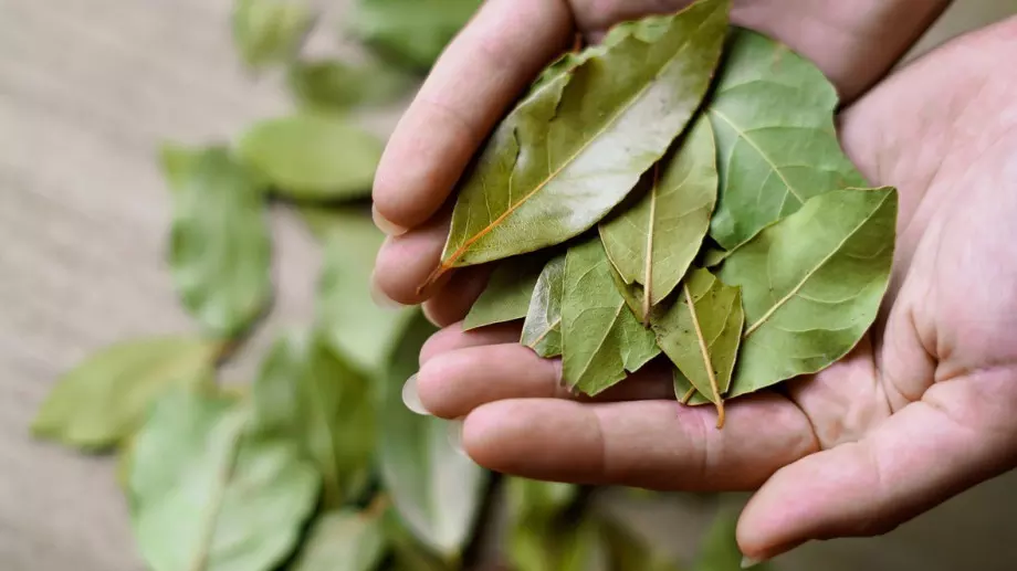 Направете си мощен тор за растенията от дафинови листа