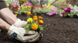 6 добри причини да имате турта в градината си 