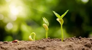 4 начина за по-бързо покълване на семена