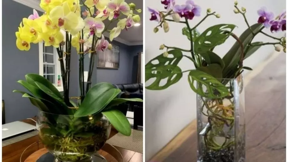 Как да отгледате красива орхидея във вода