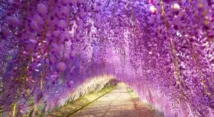 6 бързо растящи увивни цветя за вашата градина (СНИМКИ)