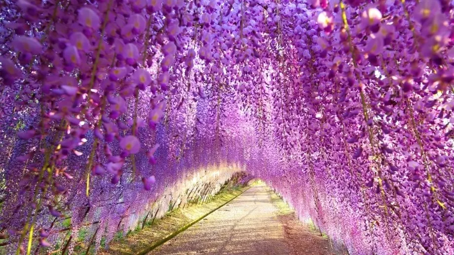 6 бързо растящи увивни цветя за вашата градина (СНИМКИ)