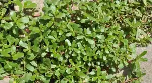 8 убедителни причини да НЕ убивате тученицата в градината