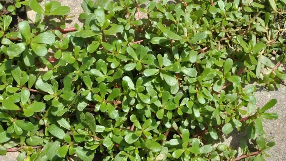 8 убедителни причини да НЕ убивате тученицата в градината