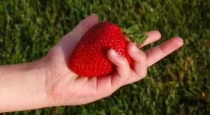 Как да отгледате големи и сочни ягоди (органично)