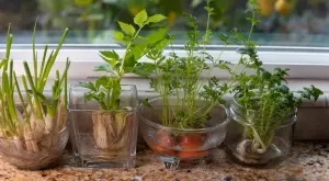 5 зеленчука, които можете да отгледате отново от остатъци