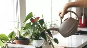 Точно така можете да спасите растенията си от преполиване