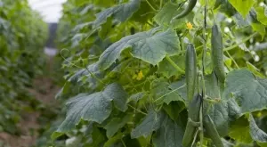 Изсипете един литър върху краставиците и градината ви никога повече няма да бъде същата